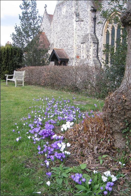 A carpet of blue and white crocuses, set around the pollarded lime tree