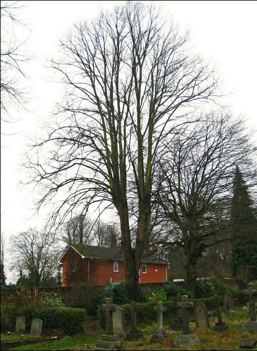 The tallest tree in the churchyard towers above the tranquil vicarage below