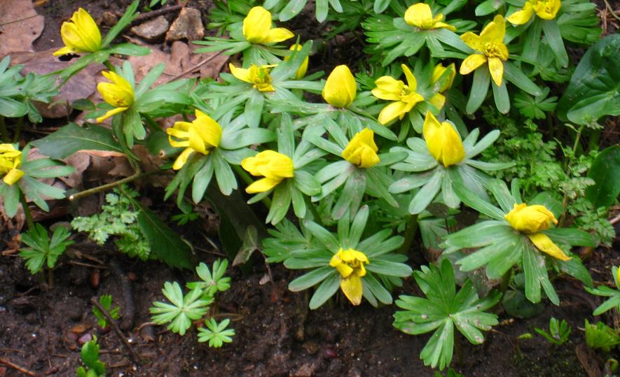 The yellow glow of winter aconites brighten the shady pathway