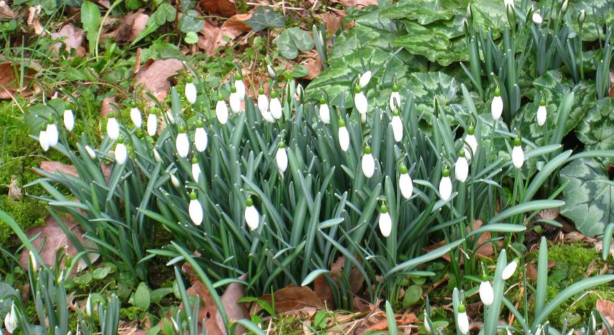 Snowdrops hang their heads gracefully like shining white beacons