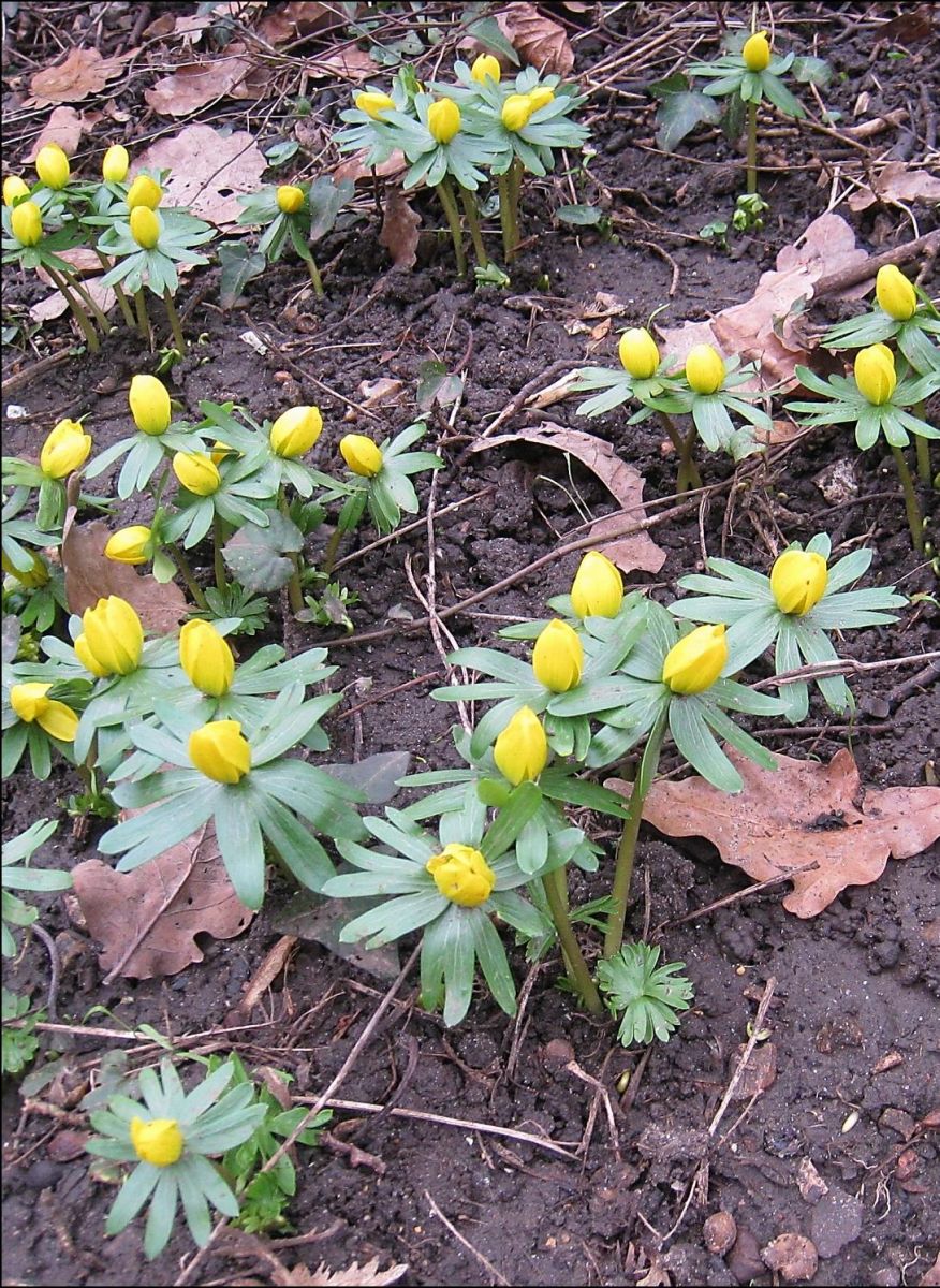 The yellow winter aconite flowers glow in the churchyard