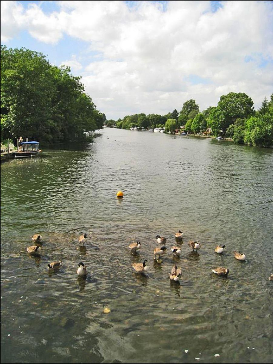 Ducks paddling on a sandbank; the river Thames is the southern boundary of Holy Trinity church parish (view from Marsh Lock)